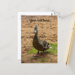 Tarjeta postal de un pato real
