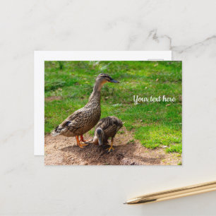 Tarjeta postal de un pato real y su patito