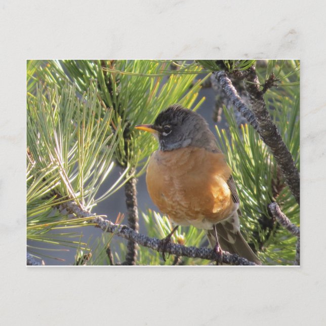 Tarjeta postal de un Robin Red Breast (Anverso)