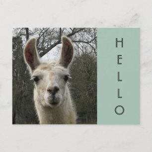 Tarjeta postal de un saludo de llama