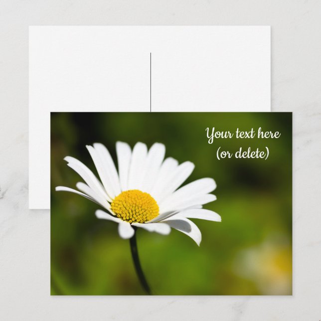 Tarjeta postal de una sola margarita (Anverso / Reverso)