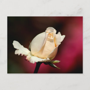 Tarjeta postal de una sola rosa blanca impresa