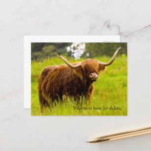 Tarjeta postal de vaca de las Highlands