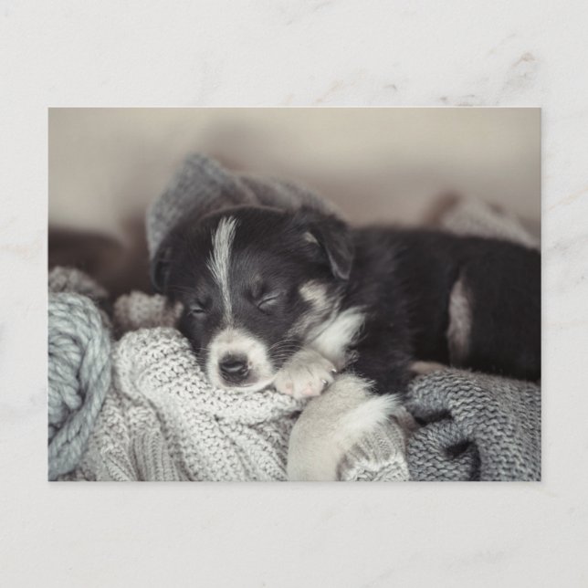 Tarjeta postal de vacaciones de cachorro durmiendo (Anverso)