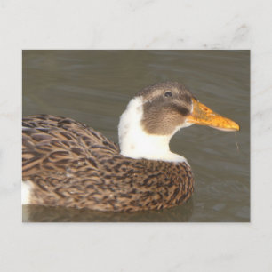 Tarjeta postal de vacaciones DIY de pato lindo cer