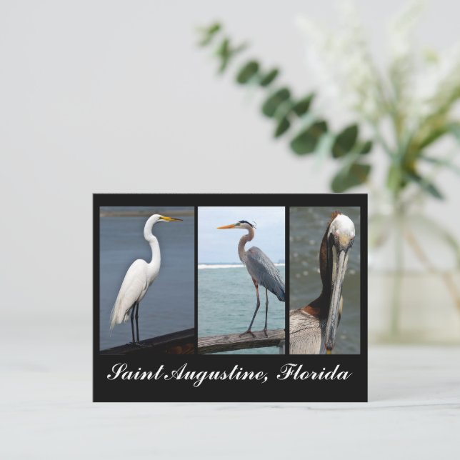 Tarjeta postal de vacaciones para aves tropicales (Anverso de pie)