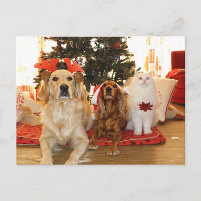Tarjeta postal de vacaciones para Mascotas navidad (Anverso)