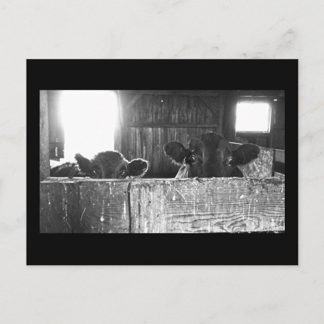 Tarjeta postal de vacas sorprendidas. (Anverso)