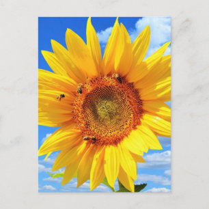 Tarjeta postal de verano con girasol