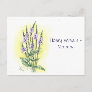 Tarjeta postal de Verbena cana-Verbena