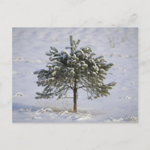 Tarjeta postal de viaje de árbol colorido elegante