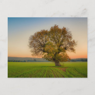 Tarjeta postal de viaje de árbol colorido elegante