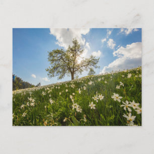 Tarjeta postal de viaje de árbol colorido elegante