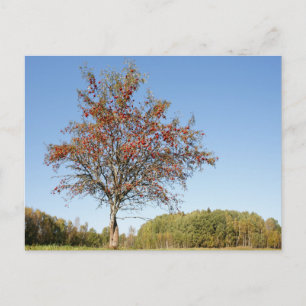 Tarjeta postal de viaje de árbol colorido elegante