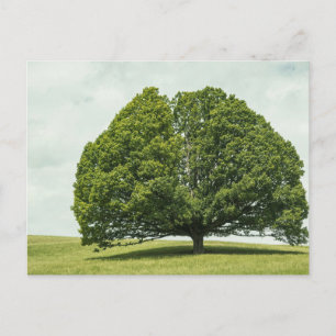 Tarjeta postal de viaje de árbol colorido elegante