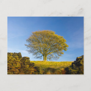 Tarjeta postal de viaje de árbol colorido elegante