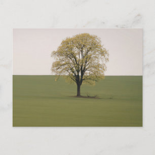 Tarjeta postal de viaje de árbol colorido elegante
