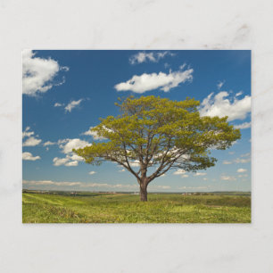 Tarjeta postal de viaje de árbol colorido elegante