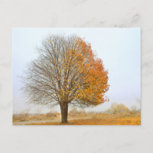 Tarjeta postal de viaje de árbol colorido elegante