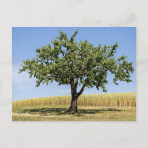 Tarjeta postal de viaje de árbol colorido elegante