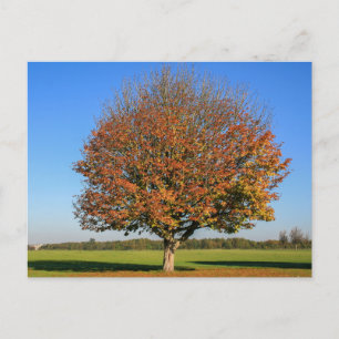 Tarjeta postal de viaje de árbol colorido elegante