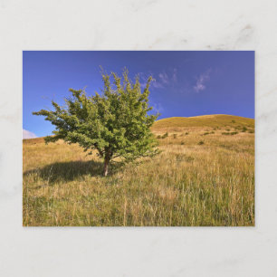 Tarjeta postal de viaje de árbol colorido elegante