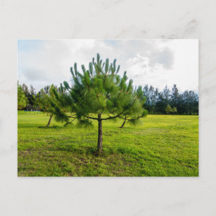 Tarjeta postal de viaje de árbol colorido elegante