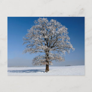 Tarjeta postal de viaje de árbol colorido elegante