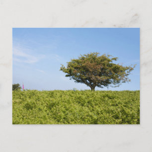Tarjeta postal de viaje de árbol colorido elegante
