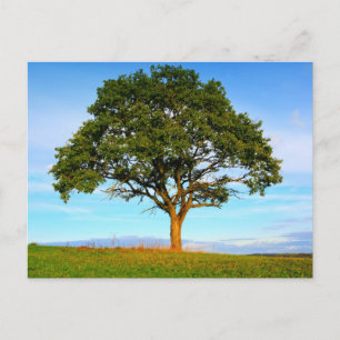 Tarjeta postal de viaje de árbol colorido elegante