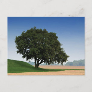 Tarjeta postal de viaje de árbol colorido elegante