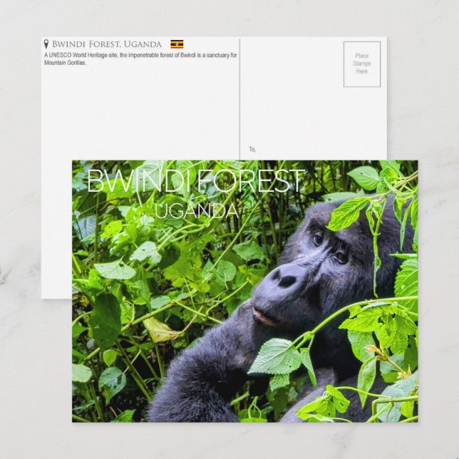 Tarjeta postal de viaje del bosque de Bwindi, Ugan (Anverso / Reverso)