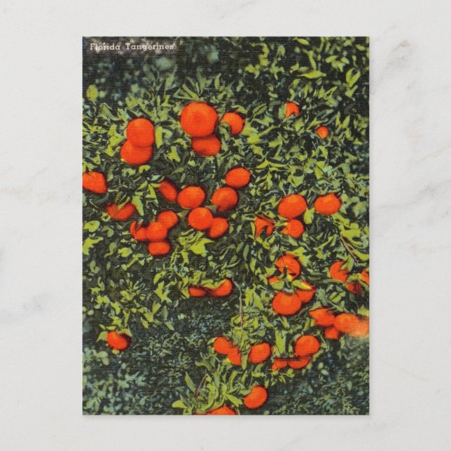 Tarjeta postal de viaje para curanderos de Florida (Anverso)