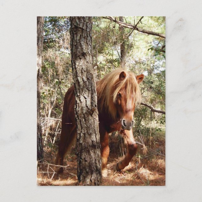 Tarjeta postal de vida silvestre, caballo salvaje, (Anverso)