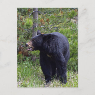 Tarjeta postal de vida silvestre de oso negro