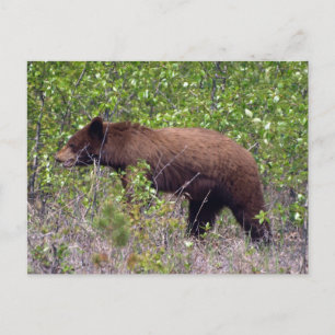 Tarjeta Postal de Vida Silvestre de Oso Negro