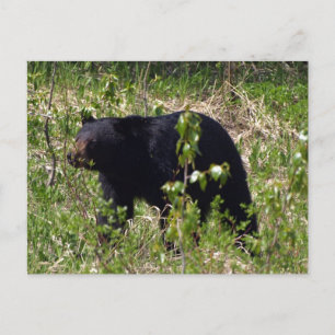 Tarjeta postal de vida silvestre del oso negro
