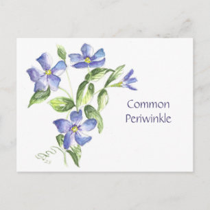 Tarjeta postal de Vinca común