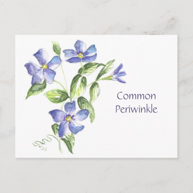 Tarjeta postal de Vinca común (Anverso)