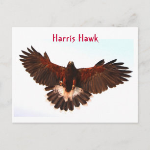 Tarjeta postal de vuelo Harris Hawk