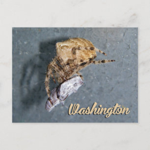 Tarjeta postal de Washington, Araña Gea