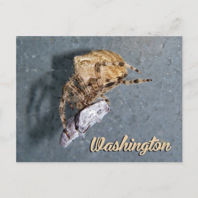 Tarjeta postal de Washington, Araña Gea (Anverso)