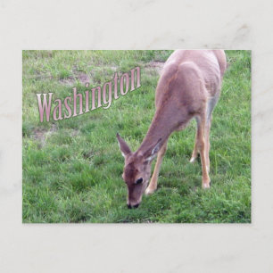 Tarjeta postal de Washington, ciervo de cola blanc