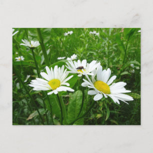 Tarjeta postal de White Daisies DIY