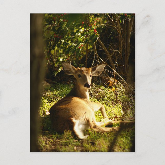 Tarjeta postal de Young Buck (Anverso)