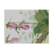 Tarjeta Postal de Zapatillas de Dama