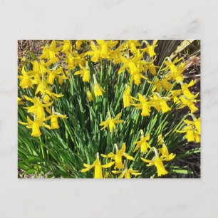 Tarjeta postal de zócalo amarillo primavera