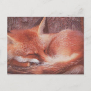 Tarjeta postal de Zorro Rojo