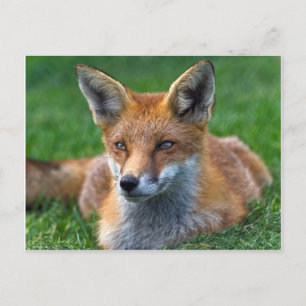 Tarjeta postal de zorro rojo