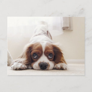 Tarjeta postal del adorable King Charles Cavalier 